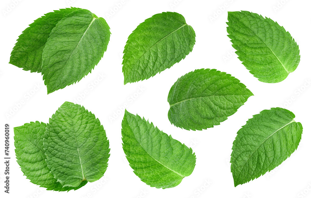 Mint leaf isolated clipping path Mint leaf isolated clipping path