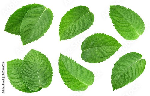Mint leaf isolated clipping path © Maks Narodenko