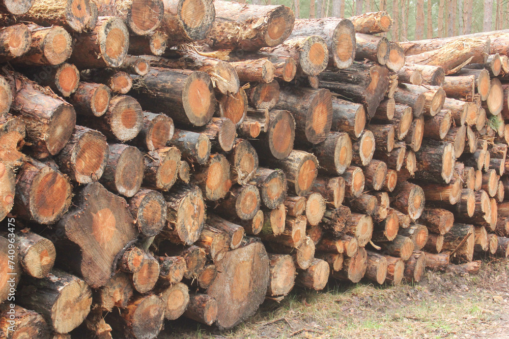 Holz Forst Wirtschaft Wald Brennholz Lager Holz Forst Wirtschaft Wald Brennholz Lager