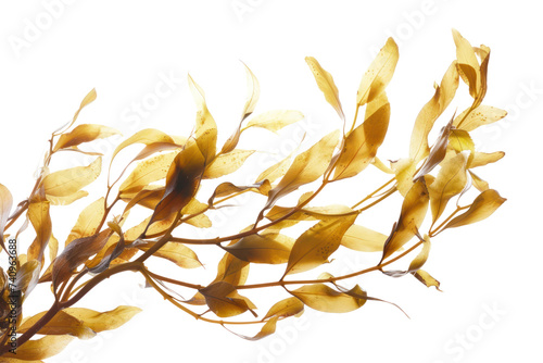 Waving kelp seaweed isolated on transparent white background.