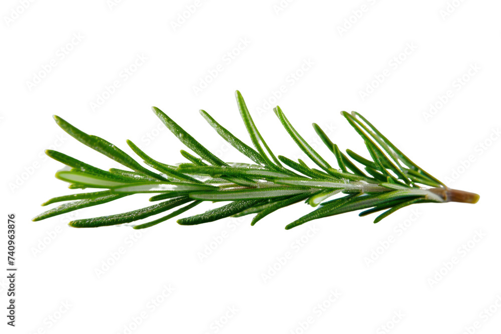 rosemary leaf herb Fresh rosemary spices isolated on transparent background.
