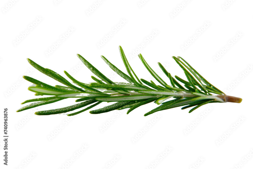 rosemary leaf herb Fresh rosemary spices isolated on transparent background. rosemary leaf herb Fresh rosemary spices isolated on transparent background.