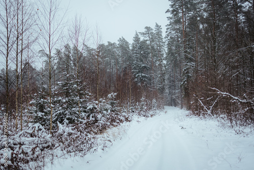 Wallpaper Mural winter forest landscape after heavy snowfall Torontodigital.ca