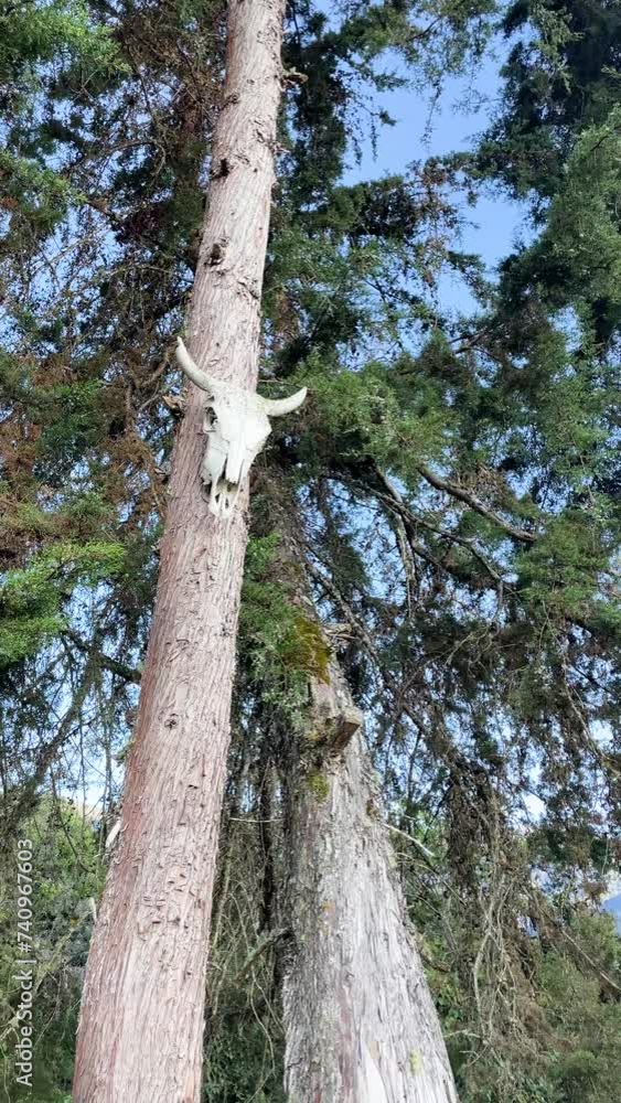 Cow skull nailed to a tree. Vertical 4k video.