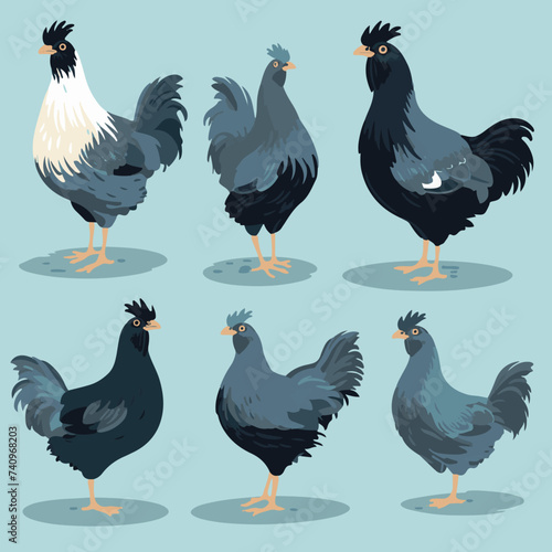 vector illustrations of different chicken breeds, showcasing their unique characteristics and features.