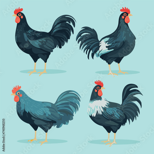 vector illustrations of different chicken breeds, showcasing their unique characteristics and features.