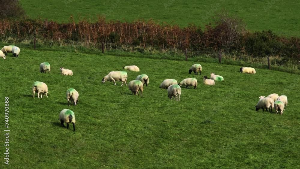 A green field with multiple sheep grazing, bordered by a fence and shrubs. A green field with multiple sheep grazing, bordered by a fence and shrubs.