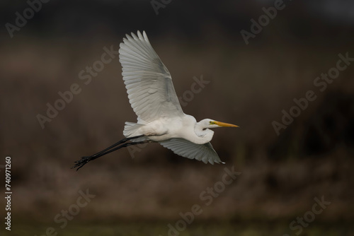 Great Egret Flying 