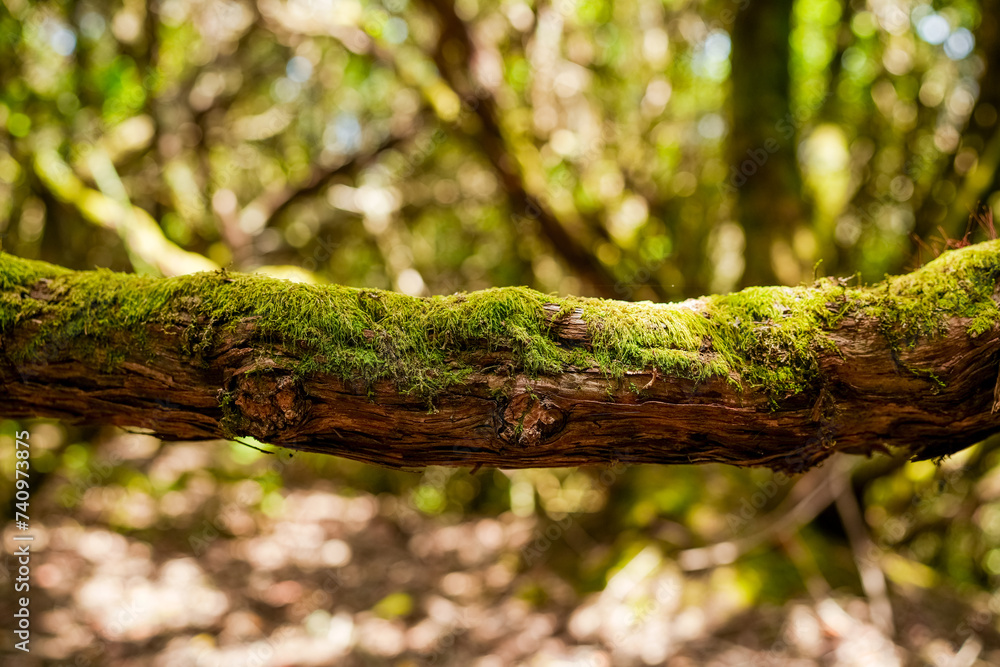 The path of the enchanted forest Park of Anaga, tenerife island The path of the enchanted forest Park of Anaga, tenerife island