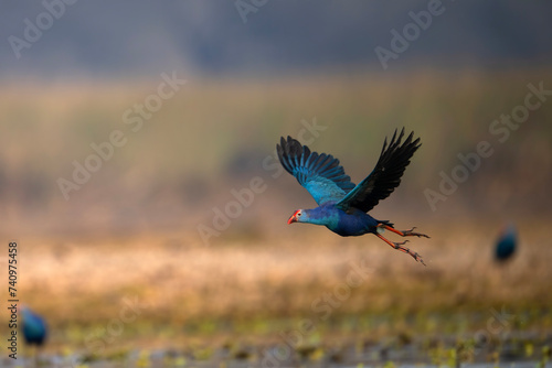 Canvas Print Grey-headed swamphen Flying
