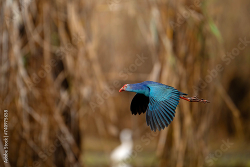 Photography Grey-headed swamphen Flying