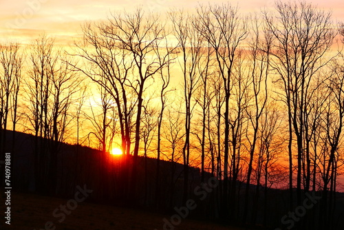 Sonnenuntergang mit orangen Abendhimmel hinter Baumsilhouetten 