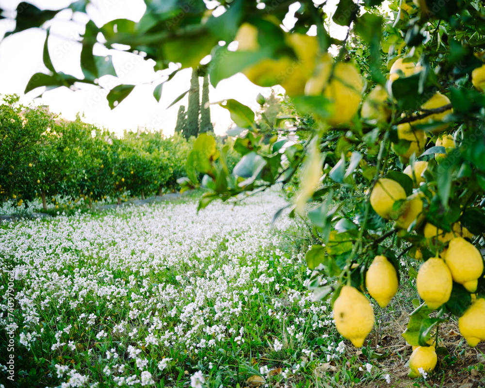 Lemon trees with branches full of lemons.
