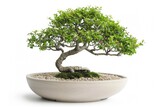 Bonsai tree in ceramic pot isolated on white