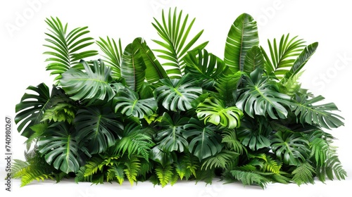 Tropical leaves foliage plant bush floral arrangement nature backdrop isolated on white background © Lubos Chlubny