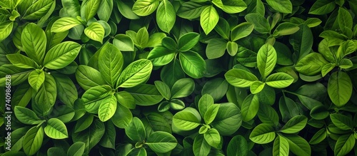 Lush green plant with vibrant leaves in natural sunlight