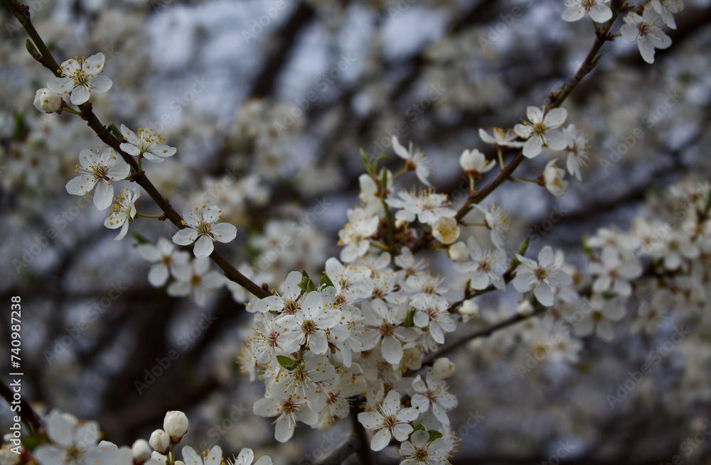 Obraz premium Cherry blossom