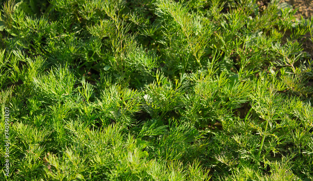 Dill grows in the garden, outdoors for a healthy diet Dill grows in the garden, outdoors for a healthy diet