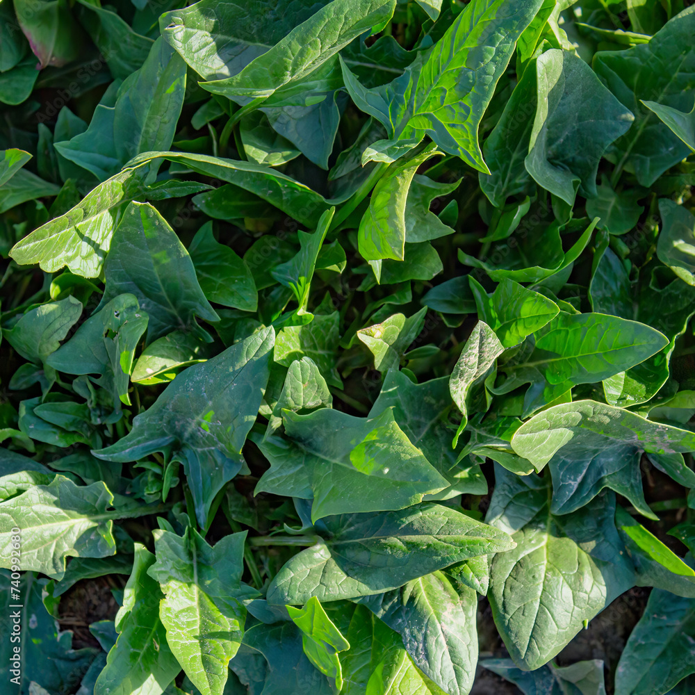 Spinach grows in the garden, outdoors for a healthy diet Spinach grows in the garden, outdoors for a healthy diet