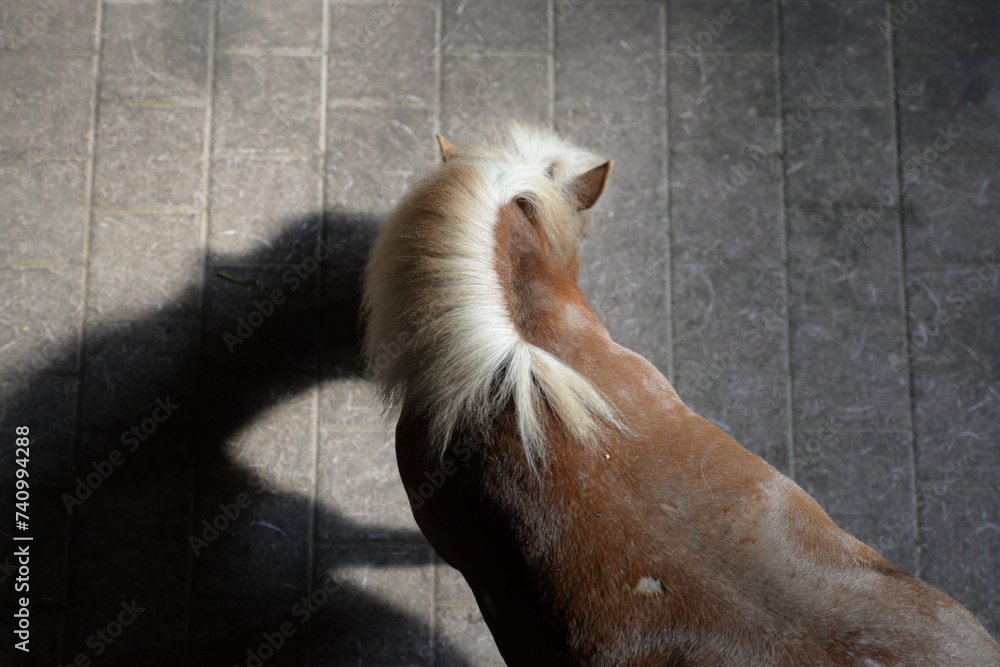 Pony mit Draufsicht. Kleines Pony im Stall von oben herab fotografiert - obrazy, fototapety, plakaty 