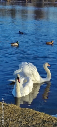 geese and ducks on the river