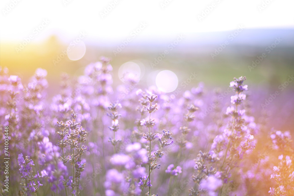 Naklejka premium Provence, Lavender field at sunset