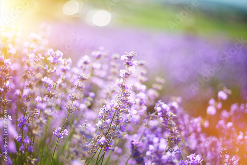 Provence  Lavender field at sunset