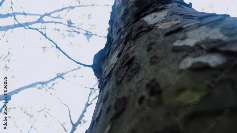 tronco de arvore grosso, no outono sem folhas. filmado num dia frio de outono, com o som de carros á volta