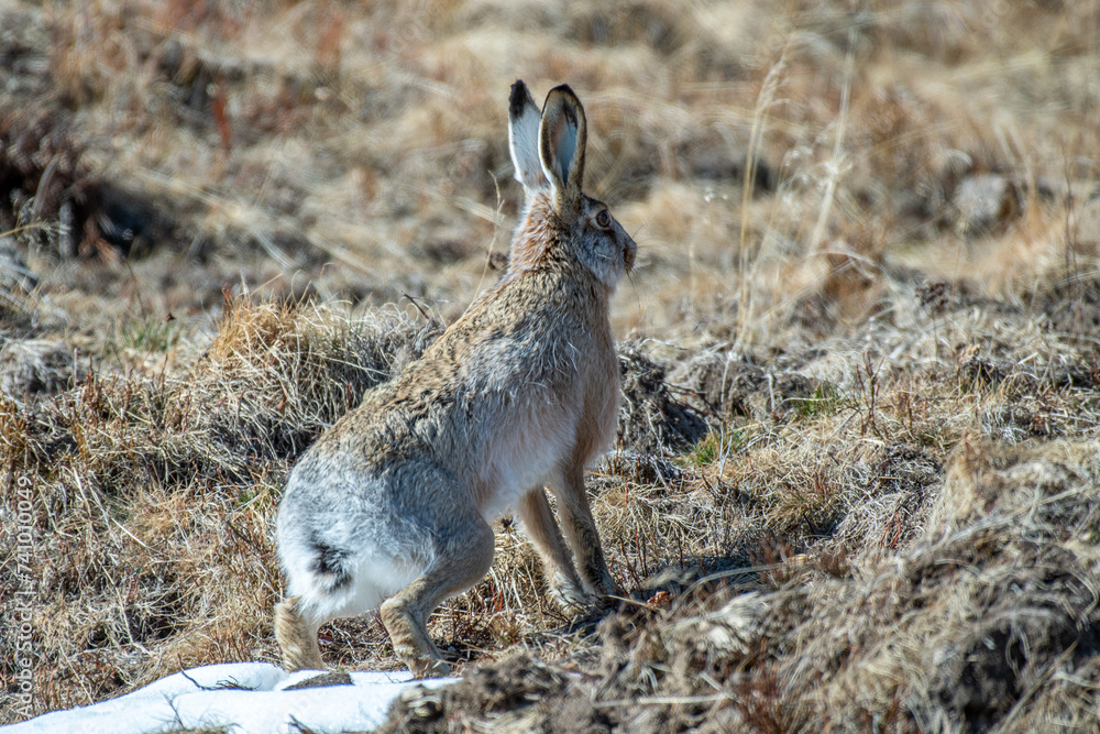 Mountain hare (Lepus timidus), also known as tundra hare, variable hare, probably hybridized with common hare, perfectly camouflaged in an alpine meadow on a winter day. Italy.