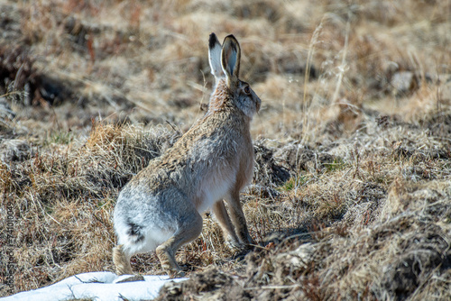 Obraz na płótnie Mountain hare (Lepus timidus), also known as tundra hare, variable hare, probably hybridized with common hare, perfectly camouflaged in an alpine meadow on a winter day. Italy. w salonie