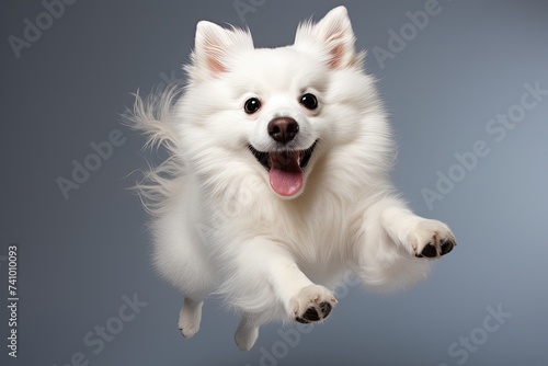 Jumping Moment American Eskimo Dog on a White background © pixeness