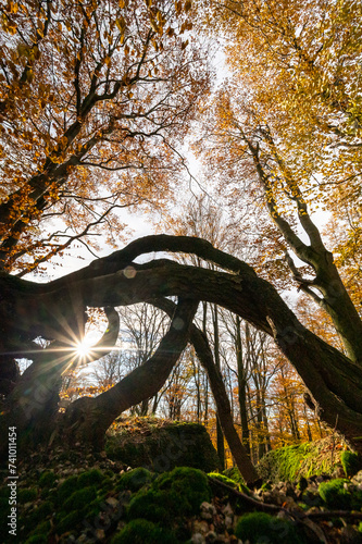 Autumn forest with tree trunks and colorful crowns of oaks in the Jizera Mountains in the Czech Republic photo