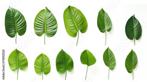 Beautiful green leaves of tropical plants isolated on white background