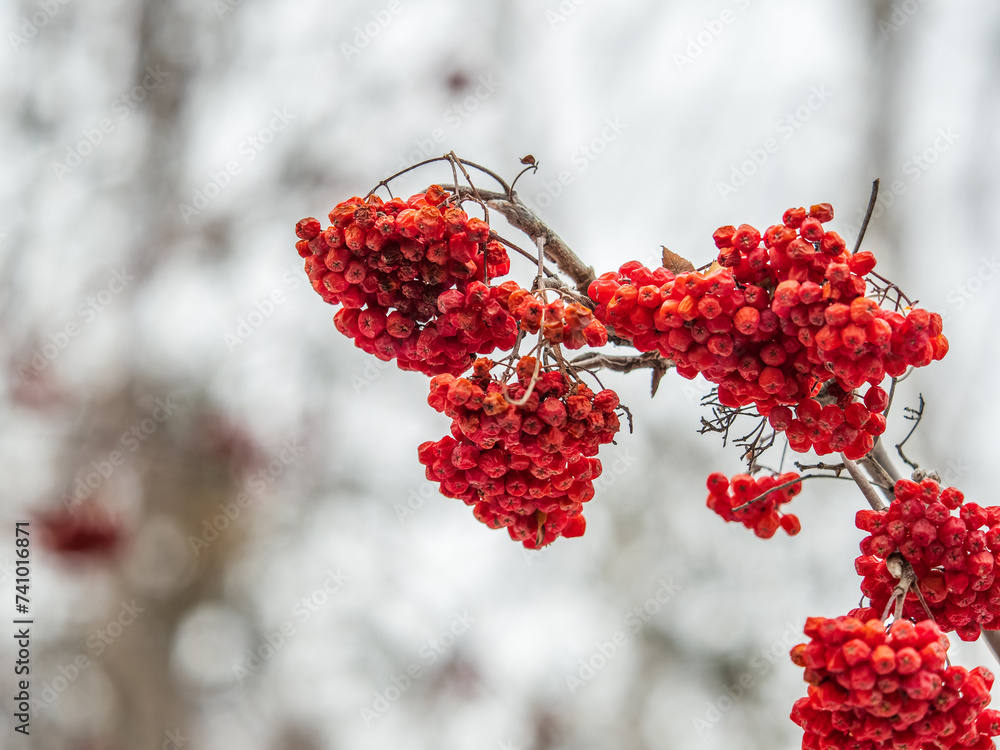 Red Rowan Berries Covered With Fresh Snow.