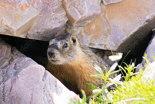 Marmot on the prairie hiding between rocks photo