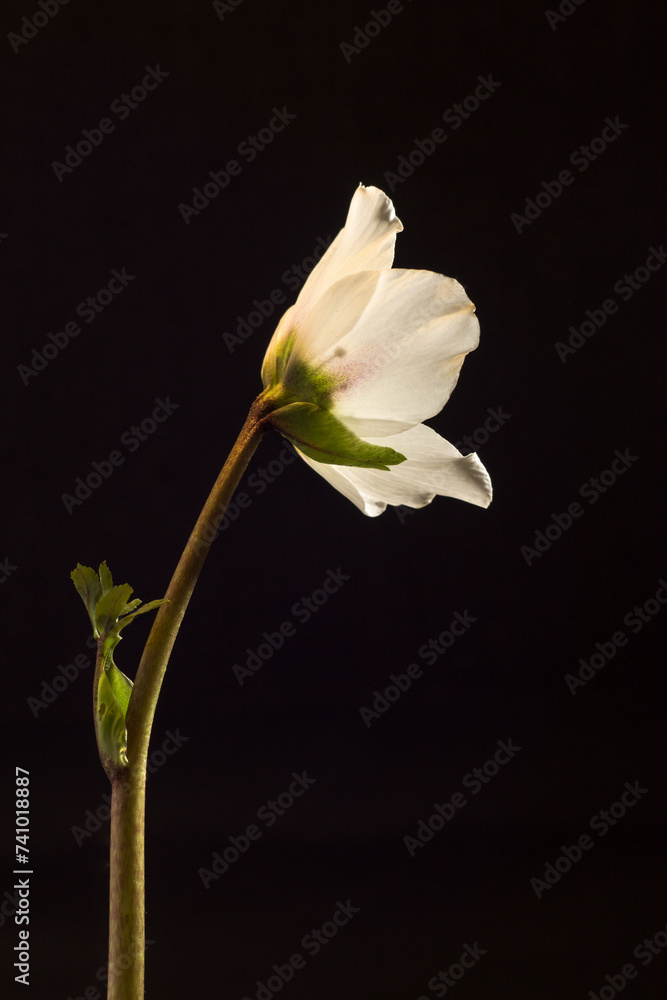 Fototapeta premium Close up of Helleborus Niger flower against black background