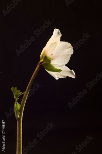 Fototapeta Naklejka Na Ścianę i Meble -  Close up of Helleborus Niger flower against black background