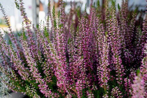 Beautiful attractive symbolic blooming pink heather flower plants with herbaceous aroma. medicinal herbs. Scandinavian spices. ingredient in ancient alcoholic drinks. beautiful floral background 