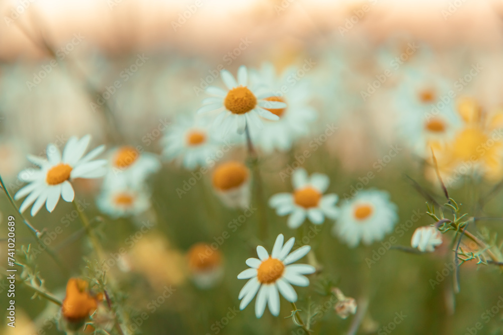 beautiful chamomile flowers meadow blurred  close up shot Nature flower meadow background and Wallpaper