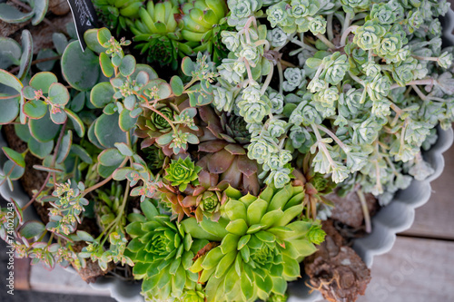 Billede på lærred echeveria succulent plant, drought tolerant plant