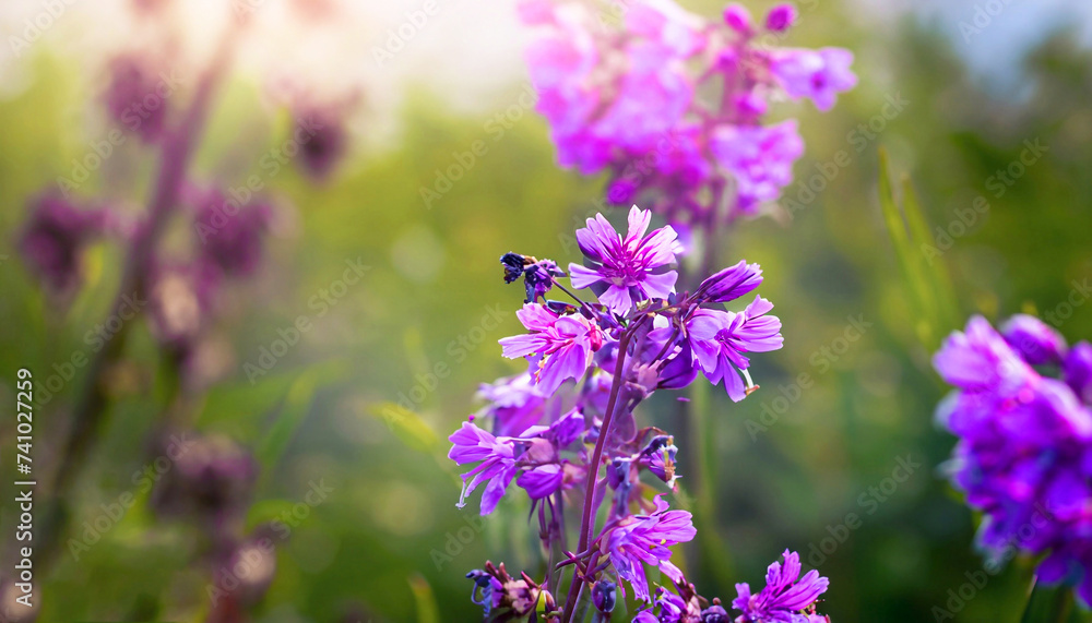 wild flowers purple wild floral garden in morning haze in nature close-up macro.