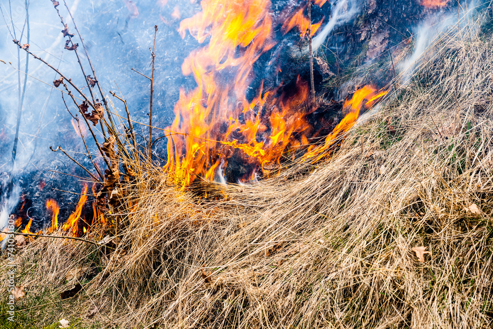 Burning grass in early spring.