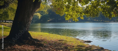 A tree stands peacefully by the waters edge in the natural landscape of a lake, surrounded by grass and the tranquil beauty of the lacustrine plain