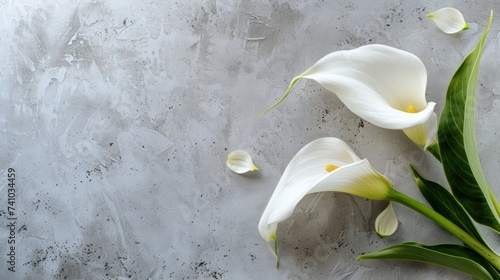 Beautiful zantedeschia or white calla lily on light grey background. Copy space. generative AI