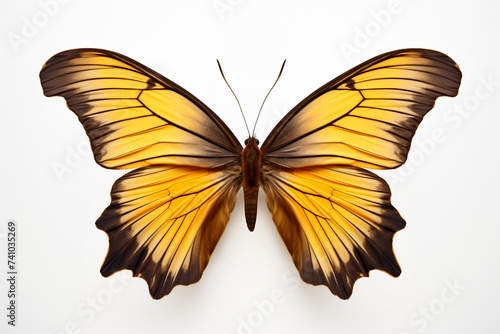Beautiful colorful bright multicolored tropical butterfly with wings spread and in flight isolated on white background, closeup macro.