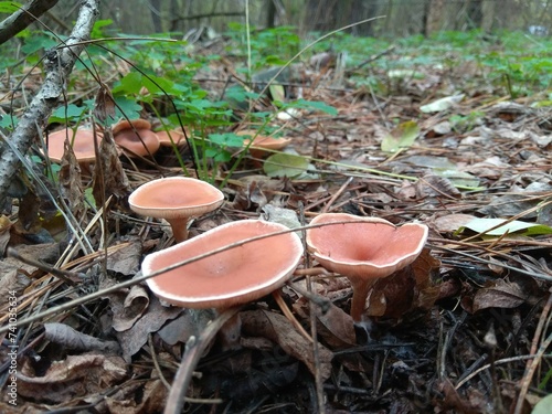 mushrooms in the forest