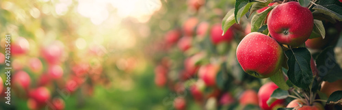 Defocused background of red organic apple trees on a farm. Banner with copy space for advertisement
