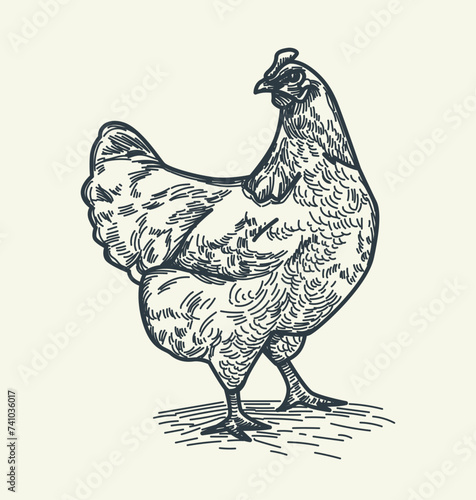 Quaint pencil sketch with domestic chicken, capturing simplicity and charm of backyard farming. Touch of rustic appeal, perfect for designs seeking farm-fresh and natural ambiance. Vector Illustration
