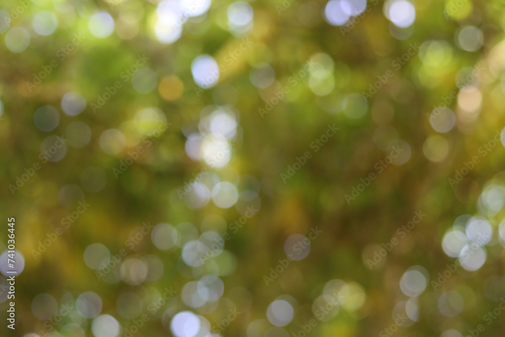 Obraz premium bokeh de branchage en foret