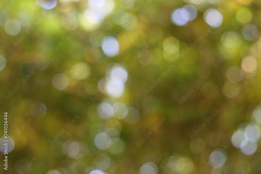 bokeh de branchage en foret bokeh de branchage en foret